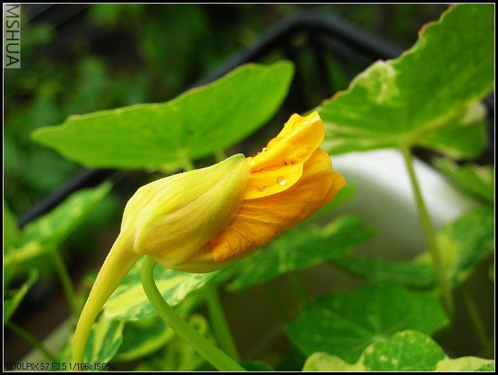 ����ͨ�Ļ�ɫ