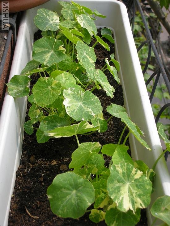 4��18��ʱ�Ľ��������գ��ڴ�������ͬ�Ļ�ɫ