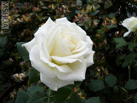 2007��5��5���ĵ�