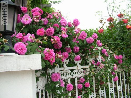 ��ҵĹ������װ��������ҽУ������ˡ�