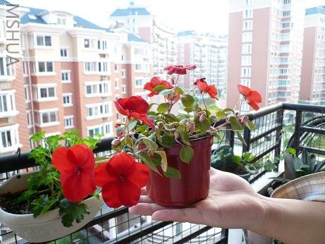 ���������ţ�������Ŷ��