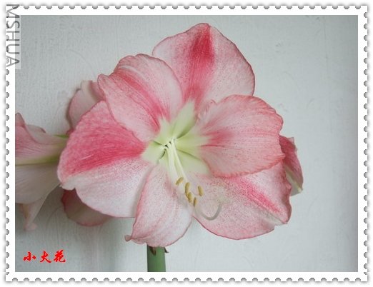 �춥�죭san roma2.jpg