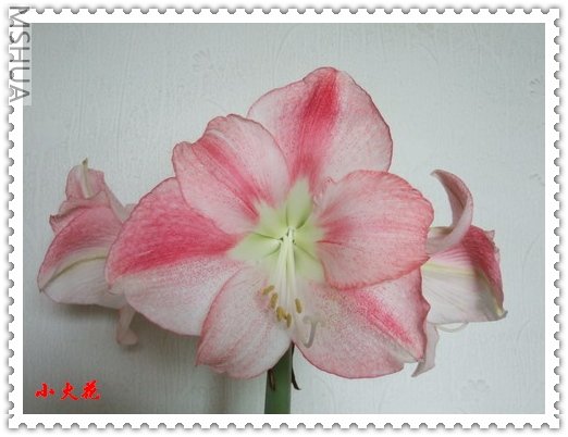 �춥�죭san roma1.jpg