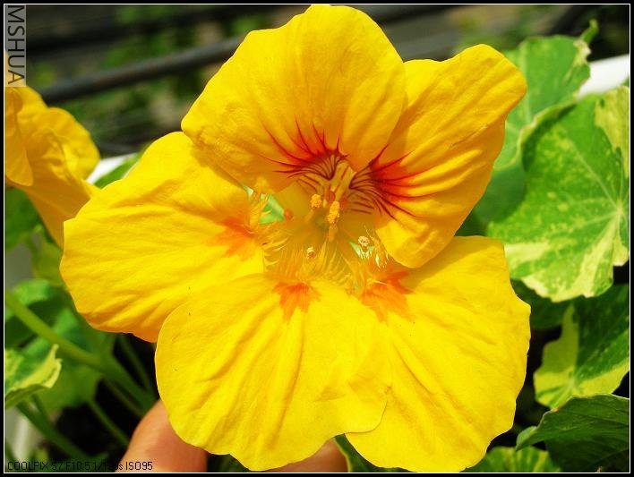 ���翪�Ļ�ɫ�����ﴦ�������ĺ�ɫ