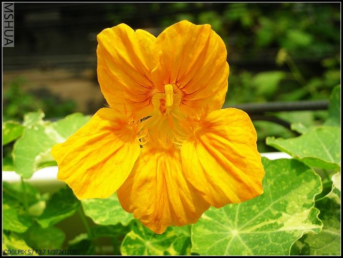 ��ȻҲ�ǻ�ɫ�����ǽ����ﴦ�Ǻ�ɫ���Ƶ�