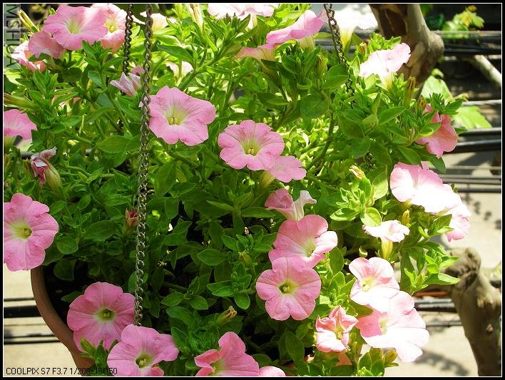 2007.4.20���Ƿ�.jpg