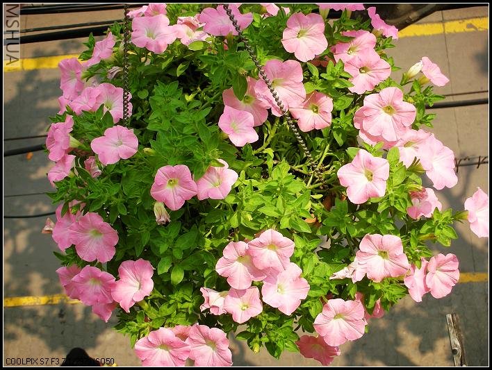 2007.4.25���Ƿ�.jpg