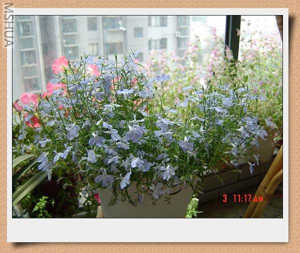 ������Щ�����о���С��