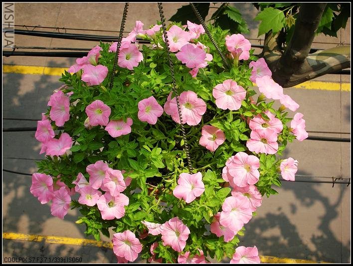 2007.4.25���Ƿ�3.jpg