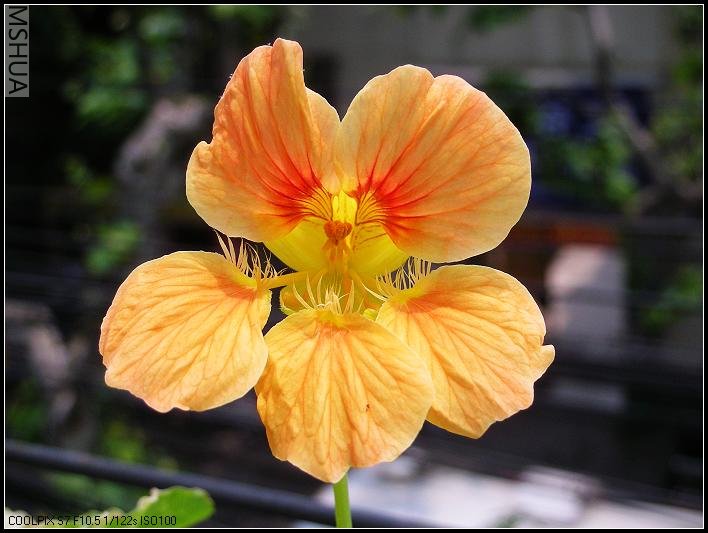 �Ƚ��ص��ٻ�ɫ