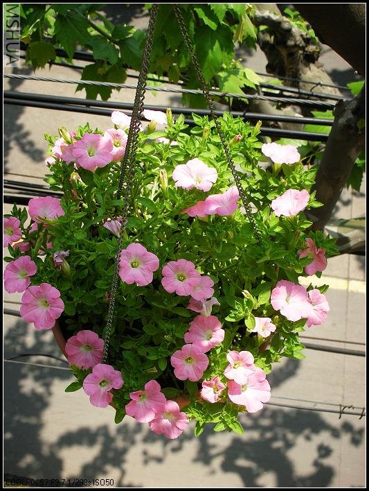 2007.4.20���Ƿ�1.jpg