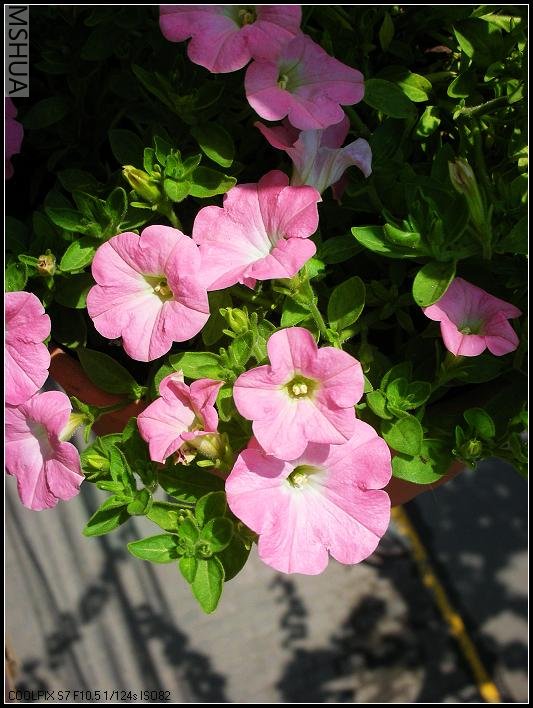 2007.4.20���Ƿ�3.jpg
