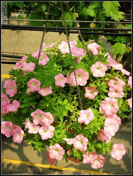 2007.4.25���Ƿ�2.jpg