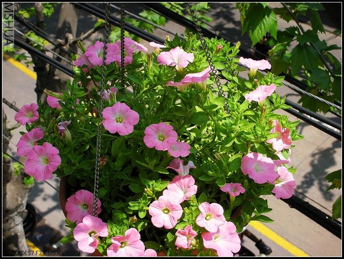 2007.4.20���Ƿ�2.jpg