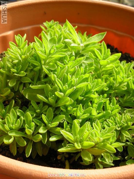 2007.2.22���Ƿ�.jpg