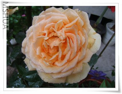 DSCF1410.jpg