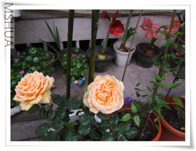 DSCF1404.jpg