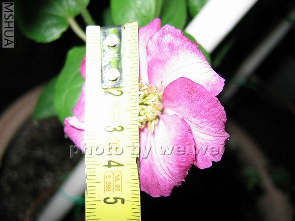 �����Ļ���