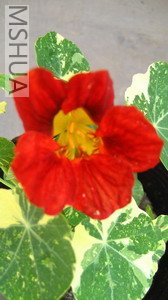 ��ϧ����õ��