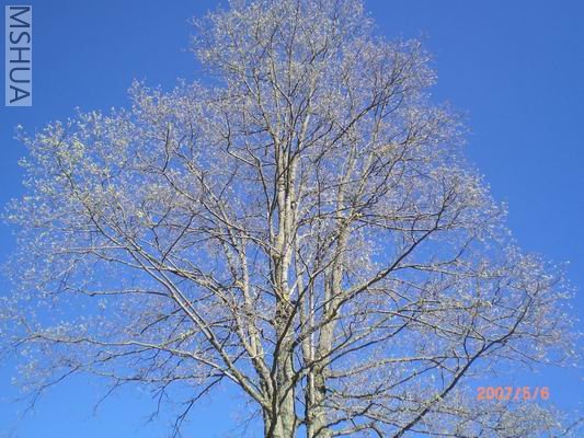 Resize of CIMG0687.JPG