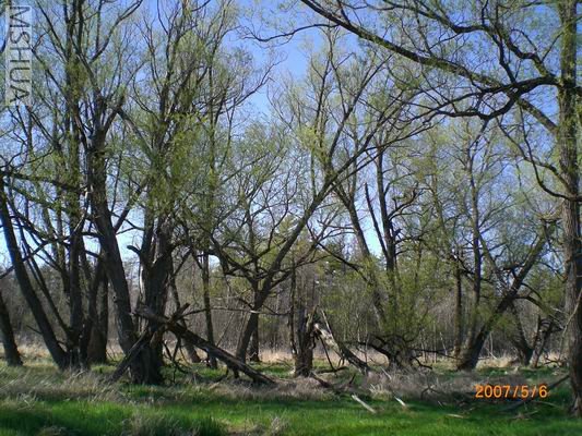 Resize of CIMG0686.JPG