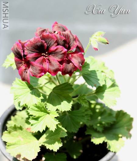 IMG_9844 ����a.jpg