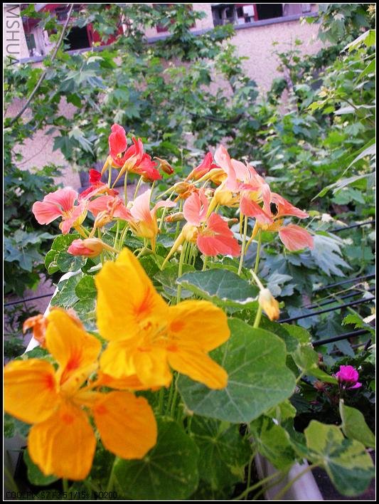 2007.5.7 041_nEO_IMG.jpg