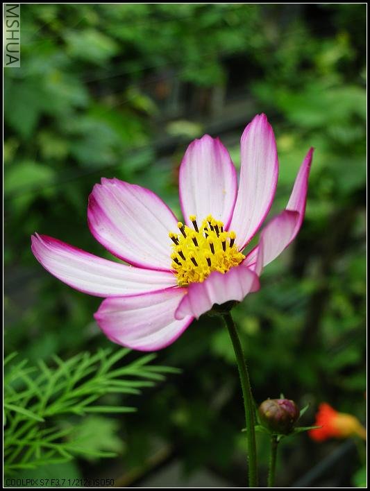 2007.5.7 017_nEO_IMG.jpg