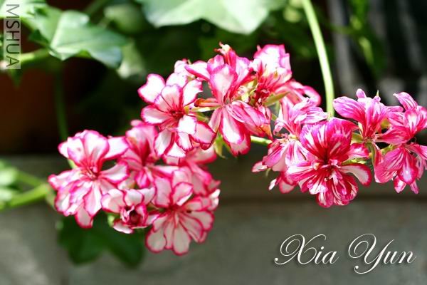 IMG_9845 ����a.jpg