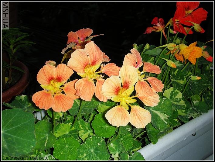 2007.5.7 042_nEO_IMG.jpg