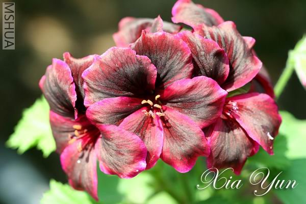 IMG_9841 ����a.jpg