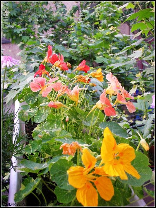 2007.5.7 039_nEO_IMG.jpg