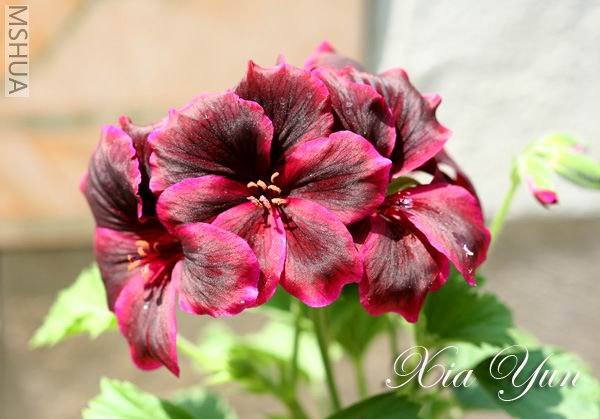 С���ż�õĴ���,��Ȼ�Ǻ�ɫ��