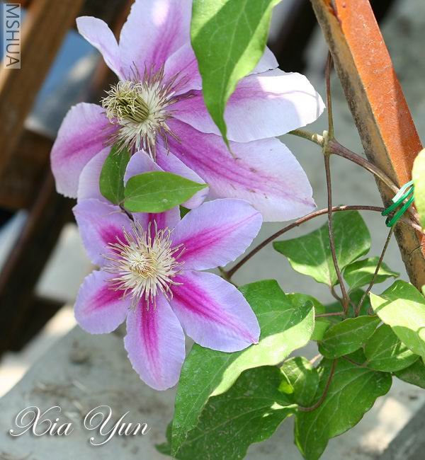 IMG_9778 ����.jpg