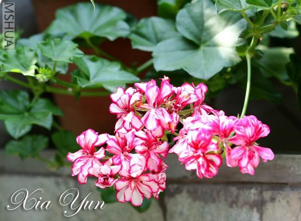 IMG_9768 ����a.jpg