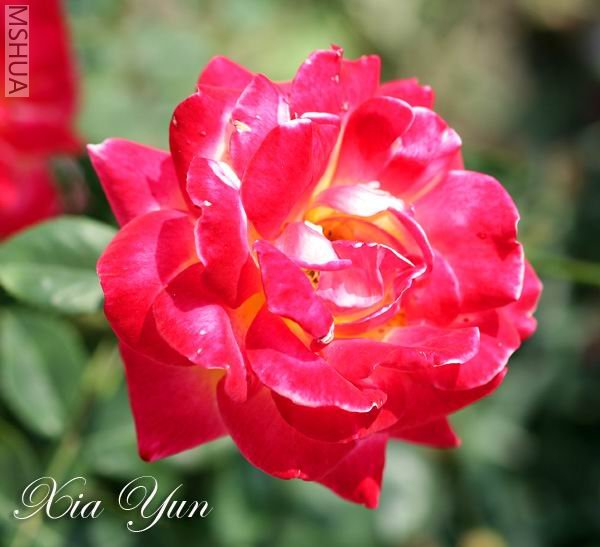 IMG_9785 ����a.jpg