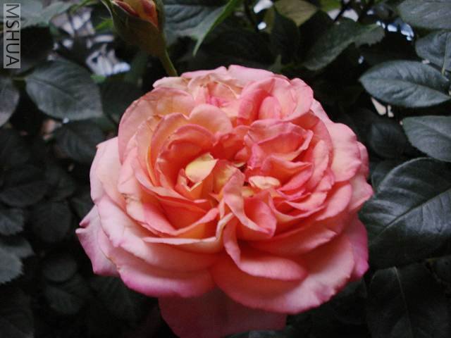 ��ȫ�Ժ�,������������