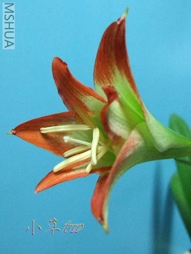 H_nelsoni 9605-3.jpg