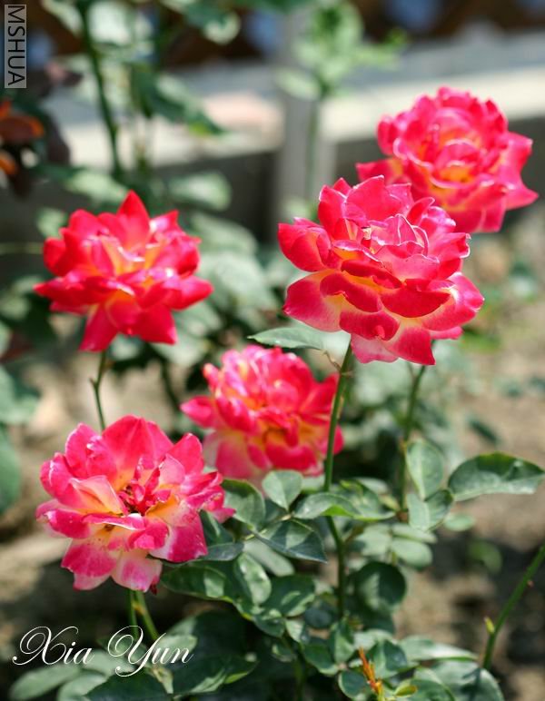 IMG_9786 ����a.jpg