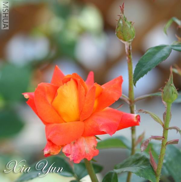 IMG_9748 ����a.jpg