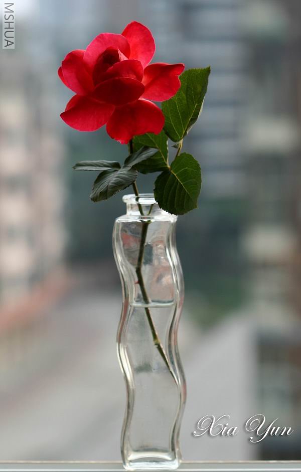 ӣ�Ұ�����