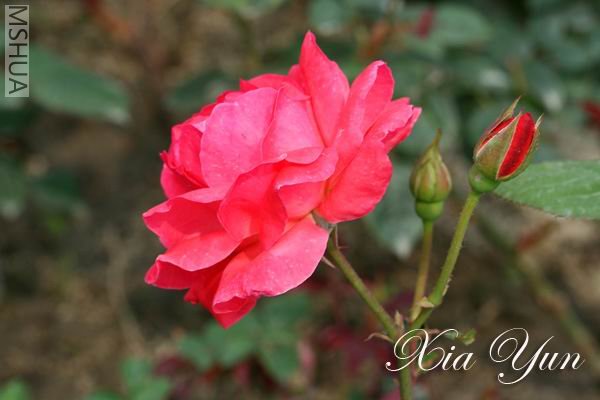 ӣ�Ұ�����