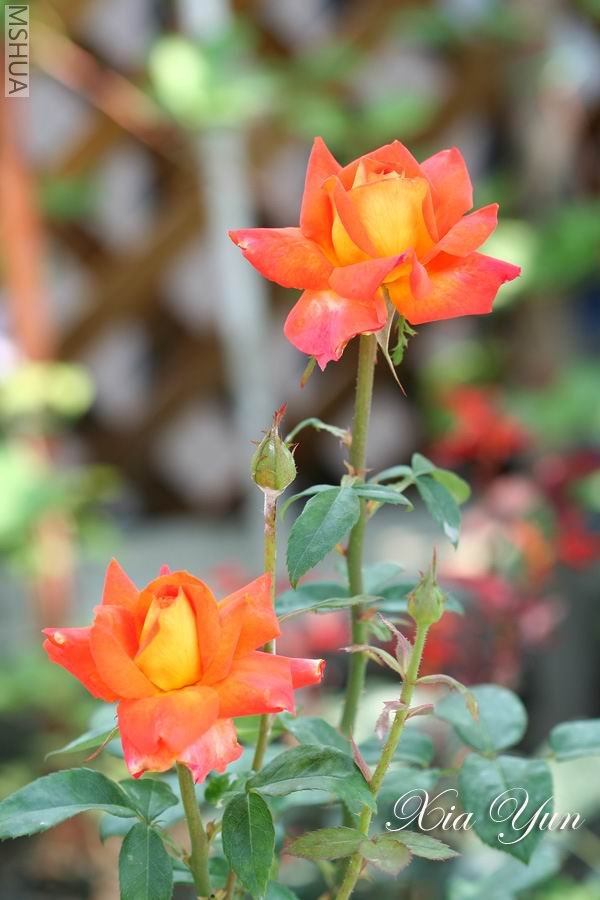 IMG_9774 ����a.jpg