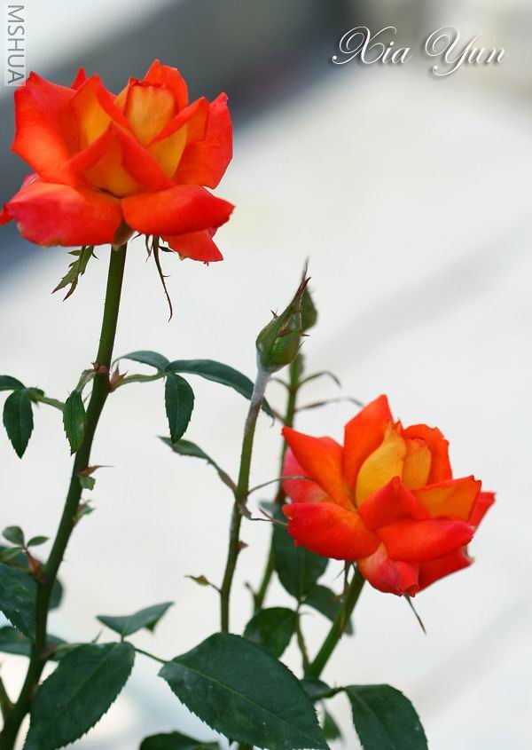 IMG_9781 ����a.jpg