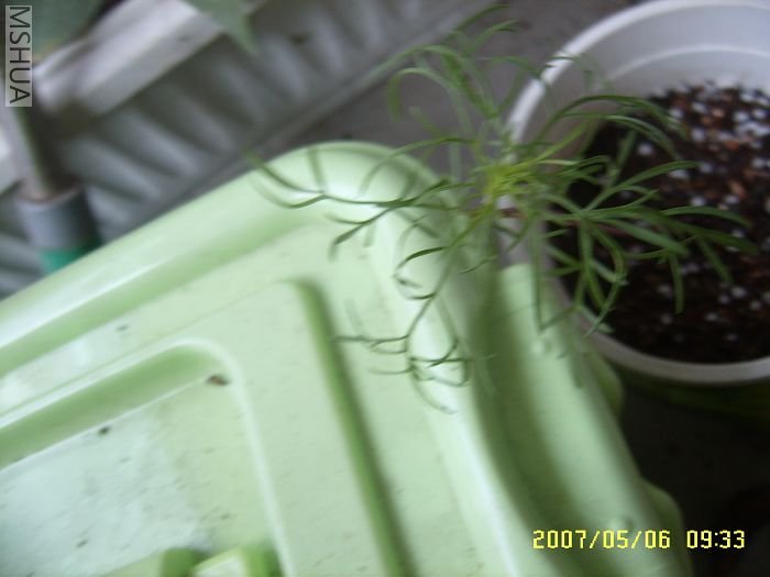 �ĺ��Ĳ�˹��С��