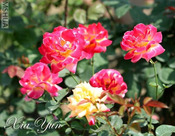 IMG_9749 ����a.jpg