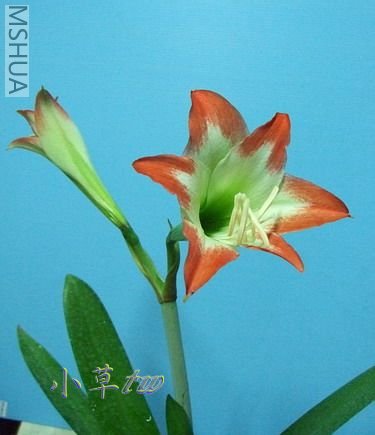 H_nelsoni 9605-2.jpg