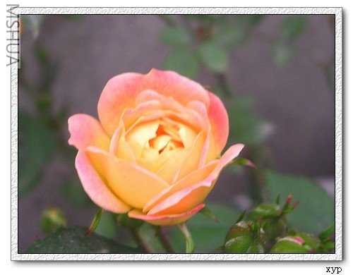 DSCN7378.jpg
