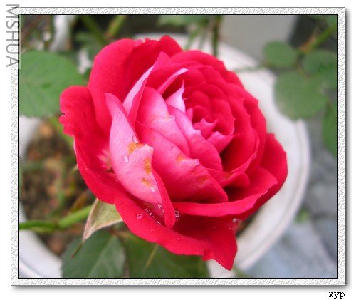 DSCN7225.jpg