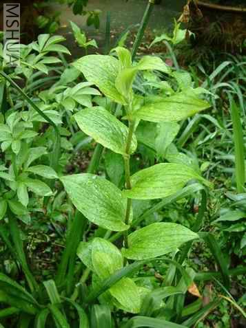 Resize of Rotation of DSCF0051.jpg